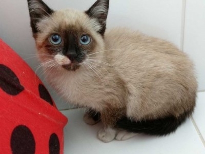 Simba, kitten with 40 days for donation.