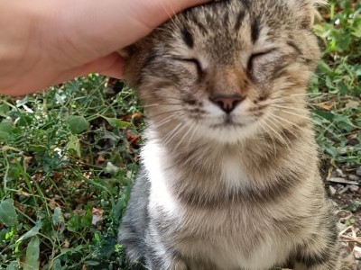 Donate for my education and feeding my pets