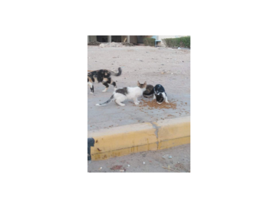 Abandoned animals
