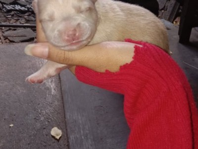 Need food for baby dog