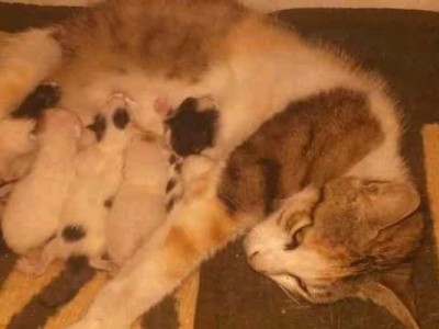 Feed Cats