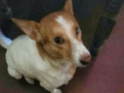 Donate for save this dog's eye