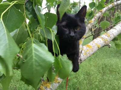 KidCat treatment of cancer