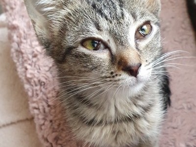 HELP little Blue, get big!- PIF letal disease