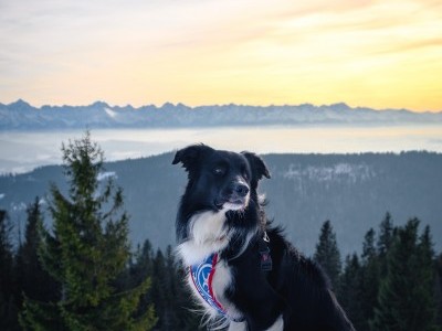 My dog is sick: Help me for his operation