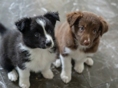 Help front shelter animals to get happiness