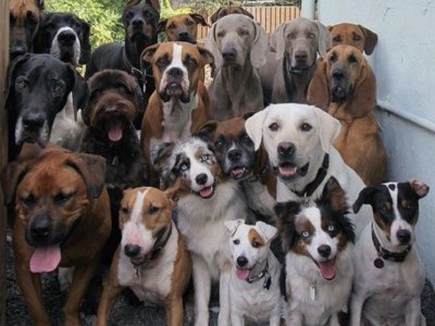 Happy Paws animals need your help