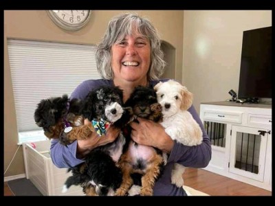 Bernadoodle foundation