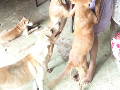 Stray Dogs.