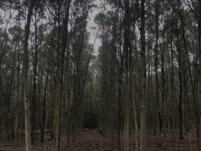 Black Wattle Farming