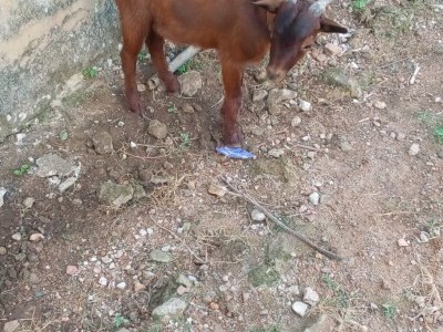 Domestic Animal