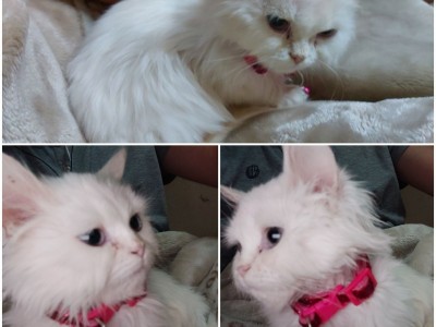 My cousin's cat
