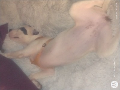 Puppy hurt