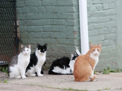 Help me raise money to help stray cats