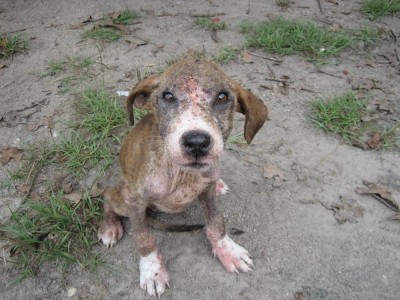 Help Animals