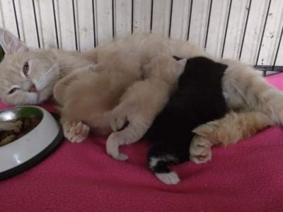 Help for cats