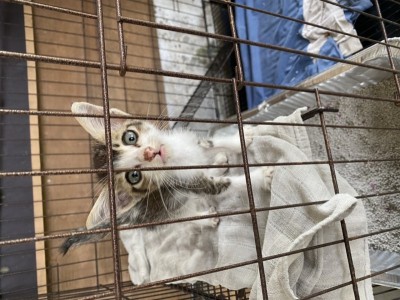 Throwned little cat need your help !