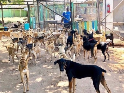 EMERGENCY ELT ANIMAL SHELTER RELOCATION