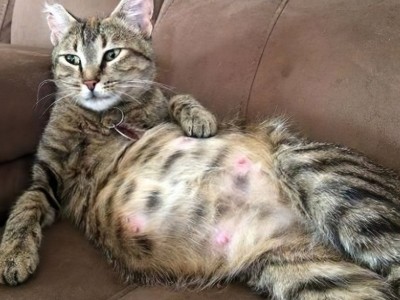 Help CINNAMON (My Pregnant Adopted Cat)