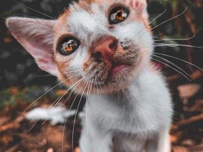 Help feed street cats in Algeria