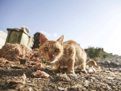 Help feed street cats
