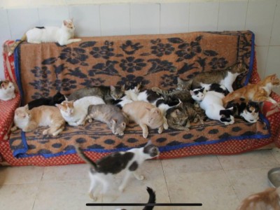 Feed our strays through covid