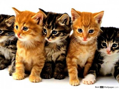 I need help for a pet food shop