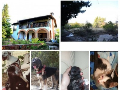 New Animal shelter in Athens/ Greece