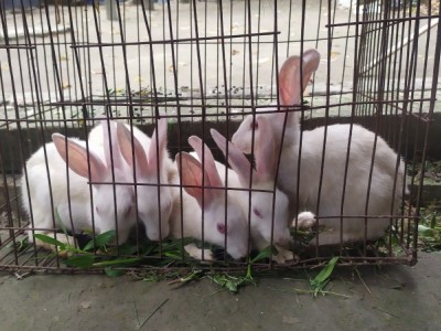 Feeding to the retrieved rabbit
