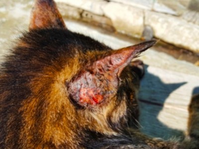 Sick dogs need funds, please do not avoid.