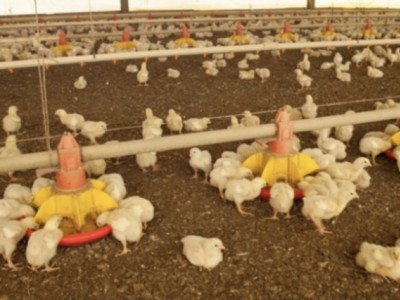 Help build an aviary for a source of income