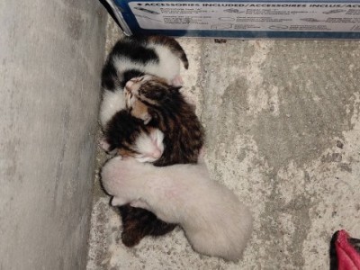 Help Care For My Cat and Kittens