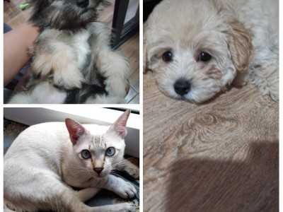 Help Me 2 Bring my Pets going to Philippines