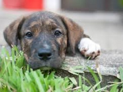 Animal Shelter