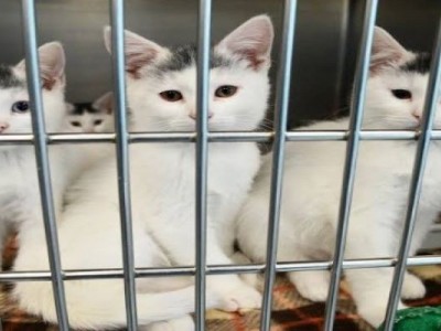 Cats Cabin