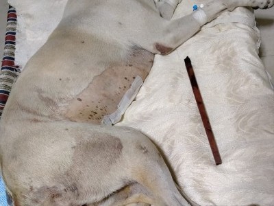 The Dog Who was Brutally Raped