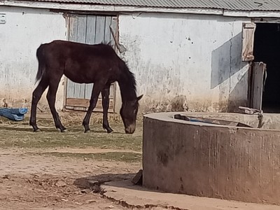 Elévage de chevaux à Madagascar