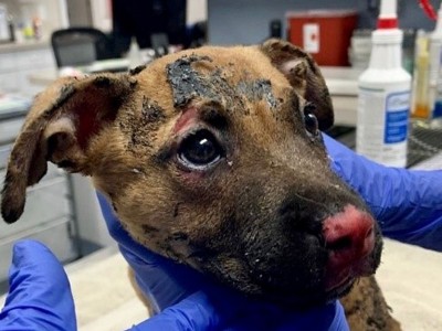 Puppy set on fire.
