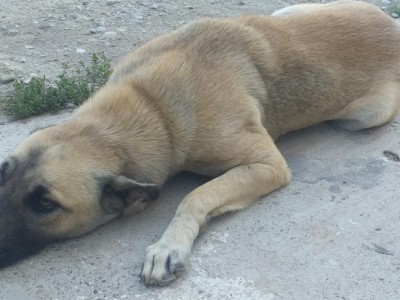 Help this dog to buy a home