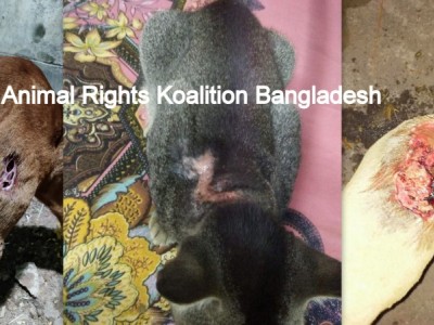 Fund for the street pets treatment and feed.
