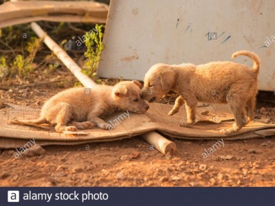 Feed the animals