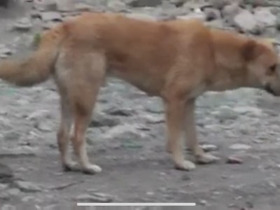 Food for the Dogs of the Horn