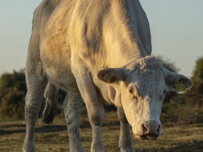 Feed the animals at White Post Farm