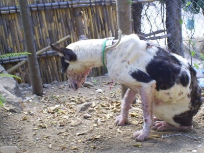 Help needed for her treatment.