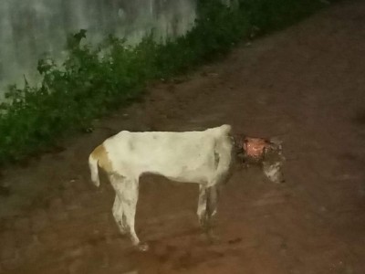 Asking help for sick dog