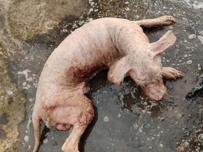 Help the baby please ?