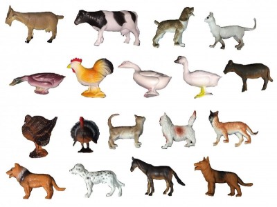 My dream care about my animals