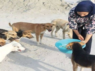 Rescue homeless dogs