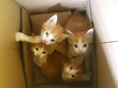 Help homeless pets