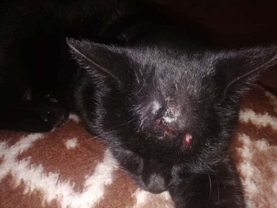 Badly injured cat needs help